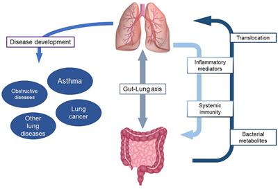 Editorial: Innate immunity and severe asthma: From microbiome to target therapy